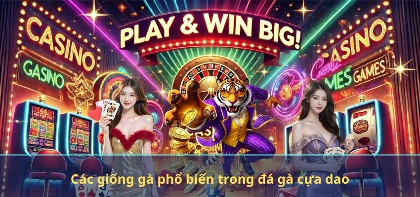 Các giống gà phổ biến trong đá gà cựa dao